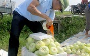 Dưa lê đầu mùa hút hàng hết vèo vèo Dưa lê đầu mùa hút hàng hết vèo vèo