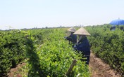 Phát hiện: thảo dược quý 10 năm giúp đẩy lùi biến chứng tiểu đường Phát hiện: thảo dược quý 10 năm giúp đẩy lùi biến chứng tiểu đường