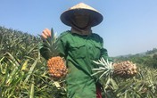 Dứa 2.000 đồng/kg, nông dân để thối đầy đồng Dứa 2.000 đồng/kg, nông dân để thối đầy đồng