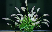 Những bình hoa dại tô điểm căn hộ cao cấp của người phụ nữ Hà Nội Những bình hoa dại tô điểm căn hộ cao cấp của người phụ nữ Hà Nội