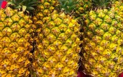 Dứa Việt 2.000 đồng/kg thối đầy đồng, nhà giàu ăn dứa ngoại 300 ngàn/quả Dứa Việt 2.000 đồng/kg thối đầy đồng, nhà giàu ăn dứa ngoại 300 ngàn/quả