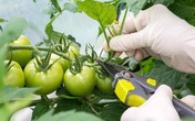 Hướng dẫn cách trồng cà chua lớn nhanh như thổi, thu hoạch mỏi tay trong mùa hè Hướng dẫn cách trồng cà chua lớn nhanh như thổi, thu hoạch mỏi tay trong mùa hè