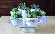 Những chậu trồng cây mang lại sắc màu trang trí lạ cho căn nhà Những chậu trồng cây mang lại sắc màu trang trí lạ cho căn nhà