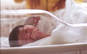Nhật Bản: Thụ tinh nhân tạo nhiều nhưng ít hiệu quả Nhật Bản: Thụ tinh nhân tạo nhiều nhưng ít hiệu quả