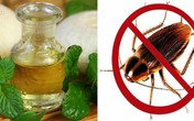 6 cách đuổi gián "triệt để" đơn giản bằng nguyên liệu tự nhiên, không dùng hóa chất 6 cách đuổi gián "triệt để" đơn giản bằng nguyên liệu tự nhiên, không dùng hóa chất