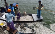Hơn 20 tấn cá chết ở Hồ Tây là do nhiệt độ thay đổi đột ngột Hơn 20 tấn cá chết ở Hồ Tây là do nhiệt độ thay đổi đột ngột