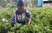 Vườn dâu tây 1.000m2 giúp anh nông dân bỏ túi trên trăm triệu đồng Vườn dâu tây 1.000m2 giúp anh nông dân bỏ túi trên trăm triệu đồng