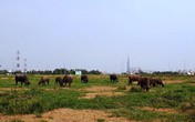 Hàng loạt dự án bất động sản sai phạm bị đề nghị xử lý Hàng loạt dự án bất động sản sai phạm bị đề nghị xử lý
