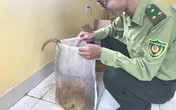 Phát hiện vụ vận chuyển tê tê từ Móng Cái về Hải Phòng Phát hiện vụ vận chuyển tê tê từ Móng Cái về Hải Phòng