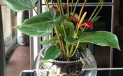 Mẹo chuyển cây cảnh thổ canh sang trồng thủy canh của bà mẹ Hà Nội Mẹo chuyển cây cảnh thổ canh sang trồng thủy canh của bà mẹ Hà Nội