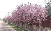 Người phụ nữ Việt bỏ ra 9 năm để trồng hàng cây anh đào bên tường nhà tạo lối đi về đẹp như thiên đường Người phụ nữ Việt bỏ ra 9 năm để trồng hàng cây anh đào bên tường nhà tạo lối đi về đẹp như thiên đường