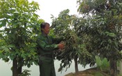 Cựu binh già và mức thu nhập 600 - 700 triệu đồng/năm Cựu binh già và mức thu nhập 600 - 700 triệu đồng/năm