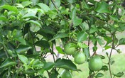 Chữa mất ngủ nhờ cây lạc tiên cho đúng cách Chữa mất ngủ nhờ cây lạc tiên cho đúng cách