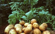 6 loại rau củ năng suất nhất để trồng trong khu vườn nhỏ của bạn 6 loại rau củ năng suất nhất để trồng trong khu vườn nhỏ của bạn