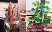 'Khoai lang bon sai' - thú trang trí nhà mới chỉ tốn vài nghìn đồng 'Khoai lang bon sai' - thú trang trí nhà mới chỉ tốn vài nghìn đồng