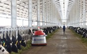 Vinamilk tiên phong giới thiệu sữa tươi 100% A2 đầu tiên tại Việt Nam Vinamilk tiên phong giới thiệu sữa tươi 100% A2 đầu tiên tại Việt Nam