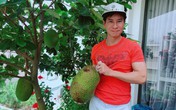 Lý Hải Minh Hà trồng mít trên ban công, tưởng chỉ cho bóng mát ai ngờ quả "khủng", thơm nức Lý Hải Minh Hà trồng mít trên ban công, tưởng chỉ cho bóng mát ai ngờ quả "khủng", thơm nức