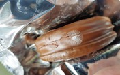 Ngộ độc vì ăn bánh Choco-Pie nghi nấm mốc Ngộ độc vì ăn bánh Choco-Pie nghi nấm mốc