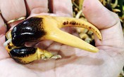 Hàng hiếm miền Tây: Bắt con cua đồng, bẻ đôi càng chuyển máy bay ra Hà Nội Hàng hiếm miền Tây: Bắt con cua đồng, bẻ đôi càng chuyển máy bay ra Hà Nội