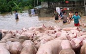 Thanh Hóa: Cứu hàng nghìn con lợn bơi trong nước lũ Thanh Hóa: Cứu hàng nghìn con lợn bơi trong nước lũ