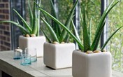 Ngoài làm đẹp và chữa bệnh, đây là lý do quan trọng để bạn trồng ngay 1 chậu nha đam tại nhà Ngoài làm đẹp và chữa bệnh, đây là lý do quan trọng để bạn trồng ngay 1 chậu nha đam tại nhà