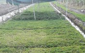 Cả làng trồng khoai lang, riêng anh trồng rau má, thu 800 ngàn/ngày Cả làng trồng khoai lang, riêng anh trồng rau má, thu 800 ngàn/ngày