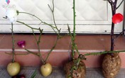 Cắm cành hồng vào củ khoai tây, 1 tuần sau ai nấy đều ngạc nhiên khi thấy kết quả Cắm cành hồng vào củ khoai tây, 1 tuần sau ai nấy đều ngạc nhiên khi thấy kết quả