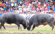 Thót tim với những màn giao tranh quyết liệt của các “ông trâu” chọi Đồ Sơn Thót tim với những màn giao tranh quyết liệt của các “ông trâu” chọi Đồ Sơn