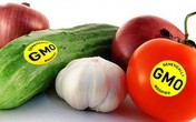Ăn thực phẩm biến đổi gen có làm biến đổi gen của con người? Ăn thực phẩm biến đổi gen có làm biến đổi gen của con người?