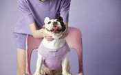 Ngành dịch vụ dành cho chó nhà giàu đang bùng nổ Ngành dịch vụ dành cho chó nhà giàu đang bùng nổ