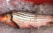 Nồi cá kho 12 triệu đồng: Đặc sản chài sóc ăn Tết đỡ ngán Nồi cá kho 12 triệu đồng: Đặc sản chài sóc ăn Tết đỡ ngán