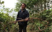 Cỏ máu bị săn lùng vì lời đồn chữa được ung thư Cỏ máu bị săn lùng vì lời đồn chữa được ung thư