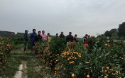 Công an truy tìm đối tượng phá hoại hơn 400 cây quất Tết Công an truy tìm đối tượng phá hoại hơn 400 cây quất Tết