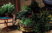 Thiết kế những chậu cây xanh trong nhà để không gian sống luôn tươi mới Thiết kế những chậu cây xanh trong nhà để không gian sống luôn tươi mới