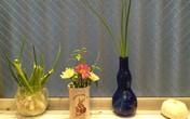 Rau gia vị trồng bon sai trong căn bếp Việt ở Nhật Rau gia vị trồng bon sai trong căn bếp Việt ở Nhật