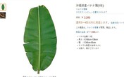 Lá chuối được bán với giá 500.000 đồng: Người Việt ở Nhật nói gì? Lá chuối được bán với giá 500.000 đồng: Người Việt ở Nhật nói gì?