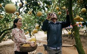 Bưởi Diễn tại vườn giá từ 40 nghìn, nông dân tất bật hái bán Tết Bưởi Diễn tại vườn giá từ 40 nghìn, nông dân tất bật hái bán Tết