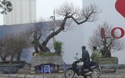 Cây đào mục nhất phố hoa, khách qua đường xuýt xoa trăm triệu Cây đào mục nhất phố hoa, khách qua đường xuýt xoa trăm triệu