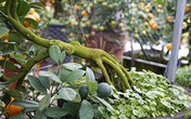 Những cây quất cảnh chỉ để ngắm... rễ Những cây quất cảnh chỉ để ngắm... rễ