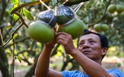 Cận cảnh các công đoạn làm bưởi hồ lô giá tiền triệu tại vườn Cận cảnh các công đoạn làm bưởi hồ lô giá tiền triệu tại vườn