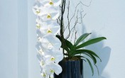 Lan hồ điệp nhập ngoại 3 triệu đồng/cành vẫn ùn ùn đua nhau mua về chơi Tết cho sang Lan hồ điệp nhập ngoại 3 triệu đồng/cành vẫn ùn ùn đua nhau mua về chơi Tết cho sang
