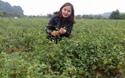 Hotgirl Hòa Bình trồng cây dại, mỗi tháng bỏ túi hàng chục triệu đồng Hotgirl Hòa Bình trồng cây dại, mỗi tháng bỏ túi hàng chục triệu đồng
