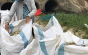 Kiệu Tết mất mùa, nông dân khóc ròng, đối mặt nợ nần Kiệu Tết mất mùa, nông dân khóc ròng, đối mặt nợ nần