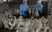 Đến hẹn lại... lo chuyện cúm gia cầm lây sang người dịp cận Tết Nguyên đán Đến hẹn lại... lo chuyện cúm gia cầm lây sang người dịp cận Tết Nguyên đán