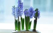 5 loại hoa được "săn lùng" nhiều nhất Tết Kỷ Hợi 5 loại hoa được "săn lùng" nhiều nhất Tết Kỷ Hợi