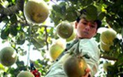 Thợ cắt bưởi thuê bán Tết kiếm tiền triệu mỗi ngày Thợ cắt bưởi thuê bán Tết kiếm tiền triệu mỗi ngày