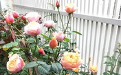 Dịnh thự ngập hoa hồng của nữ ca sĩ tuổi Tuất nổi tiếng với những bản tình ca trữ tình, da diết Dịnh thự ngập hoa hồng của nữ ca sĩ tuổi Tuất nổi tiếng với những bản tình ca trữ tình, da diết