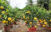 Bưởi Diễn được đưa từ Hà Nội về miền Tây bán chưng Tết Bưởi Diễn được đưa từ Hà Nội về miền Tây bán chưng Tết