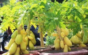 Đu đủ “tí hon” quả chi chít, vàng óng giá cả triệu đồng/cây gây xôn xao chợ Tết Đu đủ “tí hon” quả chi chít, vàng óng giá cả triệu đồng/cây gây xôn xao chợ Tết