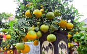 Bưởi bonsai giá nghìn USD bất ngờ hút khách dịp sát Tết cổ truyền Bưởi bonsai giá nghìn USD bất ngờ hút khách dịp sát Tết cổ truyền